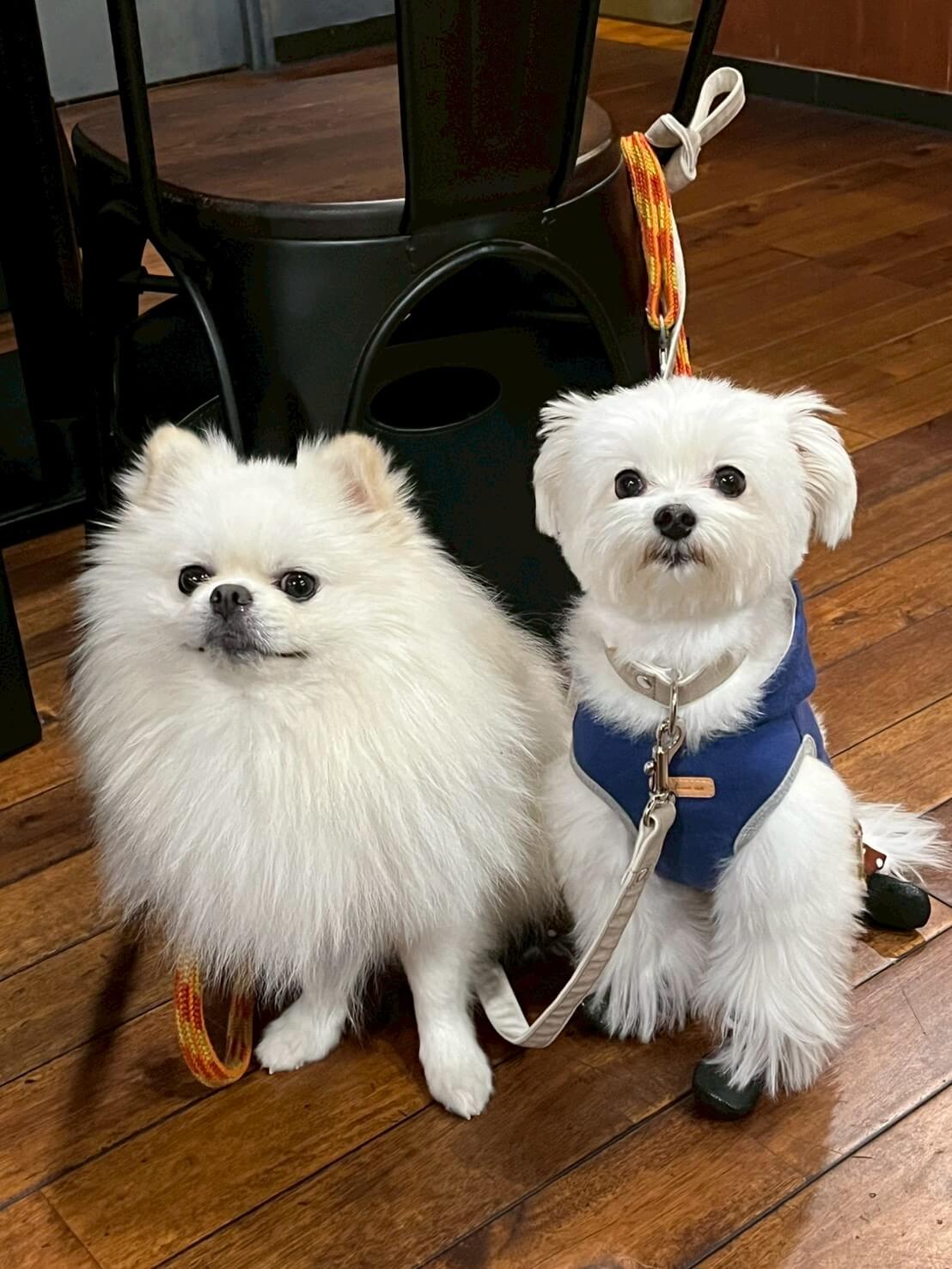 北参道・千駄ヶ谷のGreen Beans Coffeeは、店内ペット同伴可能なペットフレンドリーカフェ。落ち着いたサードプレイス空間で、愛犬と一緒に自家焙煎コーヒーをゆったり楽しめます。