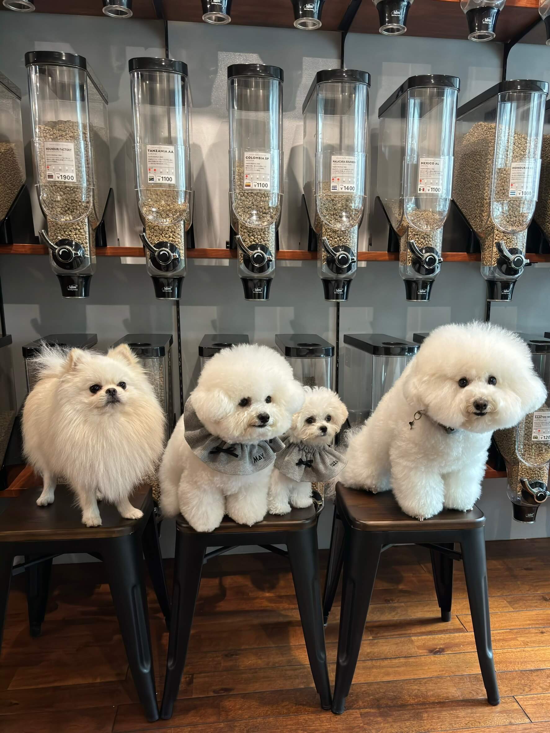 北参道・千駄ヶ谷のGreen Beans Coffeeは、店内ペット同伴可能なペットフレンドリーカフェ。落ち着いたサードプレイスで愛犬と自家焙煎コーヒーを楽しめます。ペット撮影会イベントも定期開催。