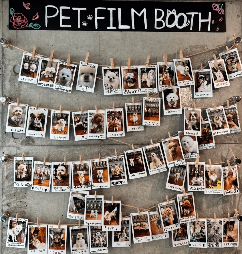Green Beans Coffeeのチェキブース。来店したペットの写真が壁一面に飾られています