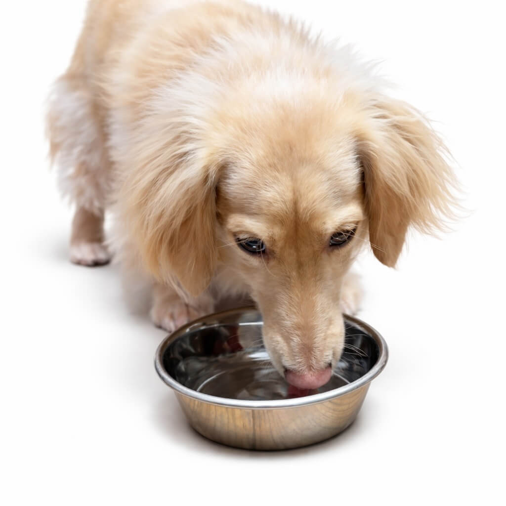 ペット向けサービス