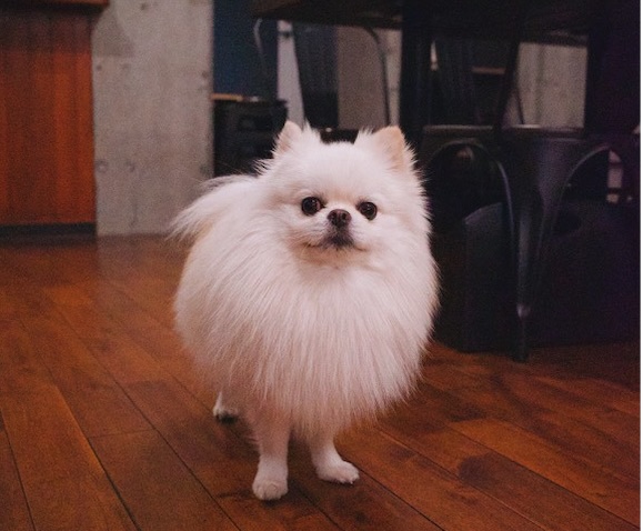 初めての訪問 - ポンとGreen Beans Coffee